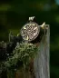 Preview: Keltisches Amulett Wilde Jagd